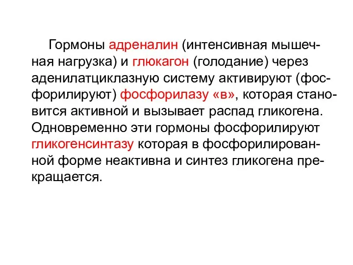 Гормоны адреналин (интенсивная мышеч-ная нагрузка) и глюкагон (голодание) через аденилатциклазную систему активируют