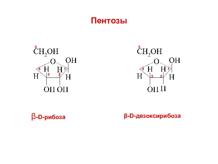 Пентозы β-D-рибоза β-D-дезоксирибоза 1 2 3 4 5 1 2 3 4 5