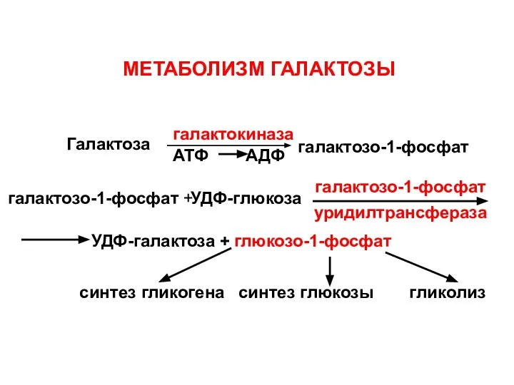 Галактоза галактокиназа галактозо-1-фосфат галактозо-1-фосфат + УДФ-глюкоза галактозо-1-фосфат уридилтрансфераза УДФ-галактоза + глюкозо-1-фосфат синтез