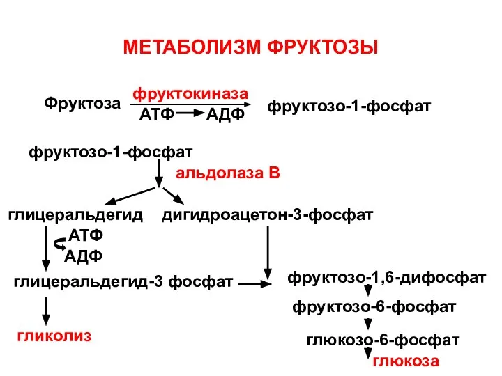 МЕТАБОЛИЗМ ФРУКТОЗЫ Фруктоза фруктокиназа фруктозо-1-фосфат фруктозо-1-фосфат альдолаза В глицеральдегид-3 фосфат дигидроацетон-3-фосфат гликолиз