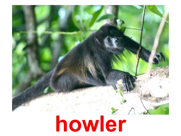 howler