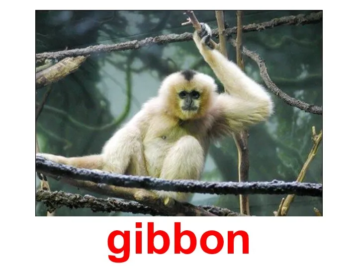 gibbon