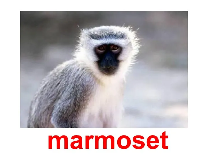 marmoset