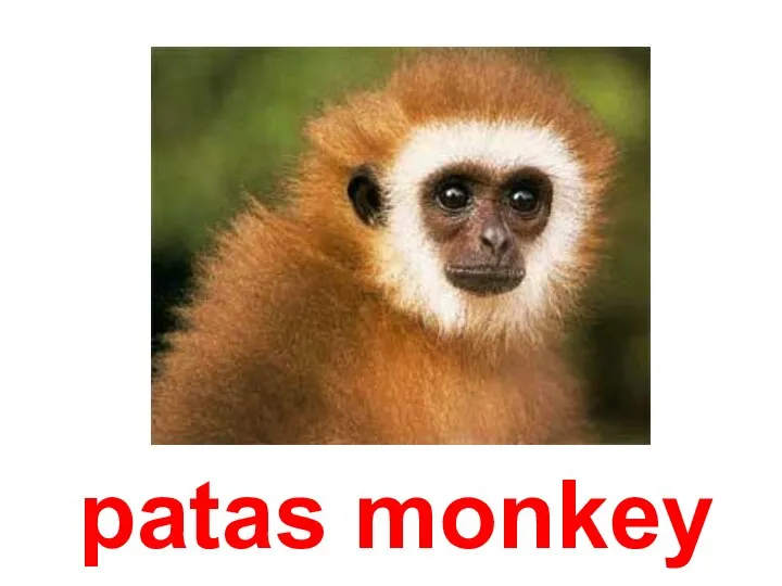 patas monkey