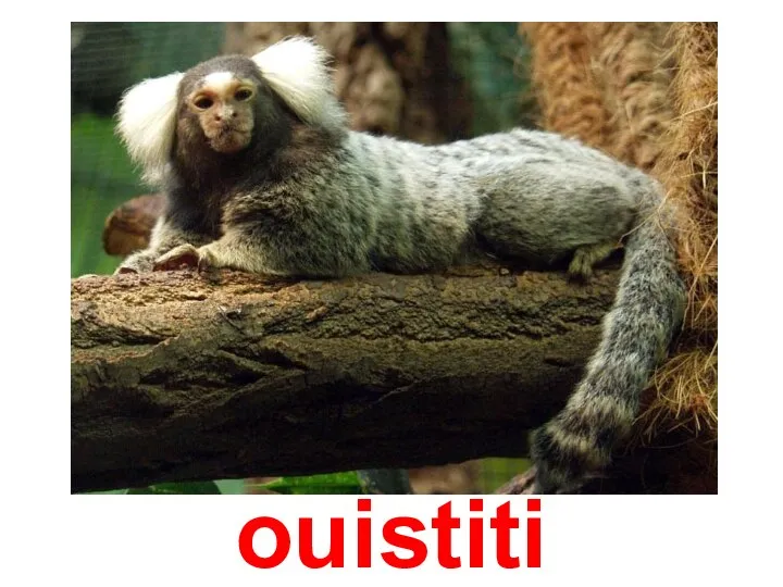 ouistiti