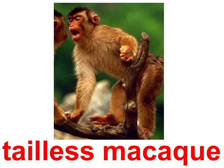 tailless macaque