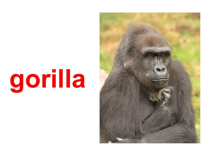 gorilla