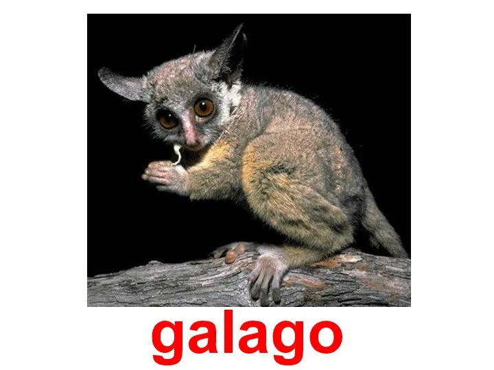 galago