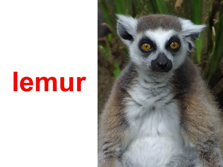 Лемуры lemur