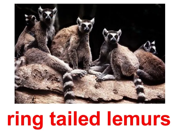 ring tailed lemurs