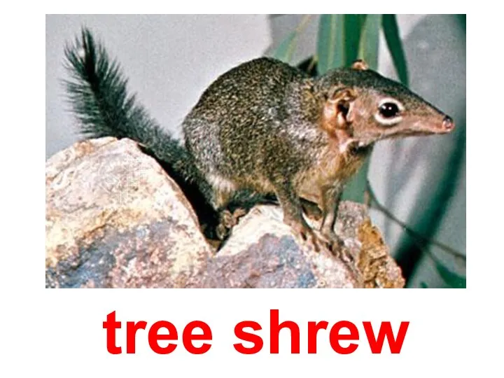 tree shrew