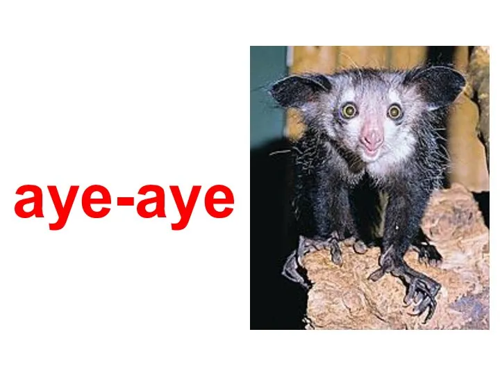 aye-aye