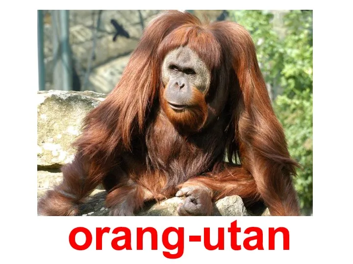 orang-utan