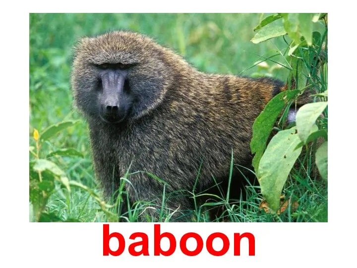 baboon