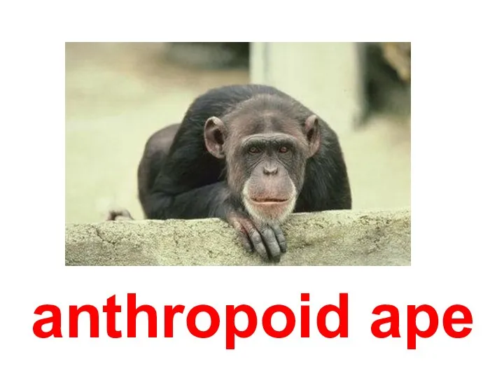 anthropoid ape