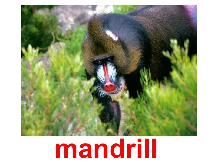 mandrill