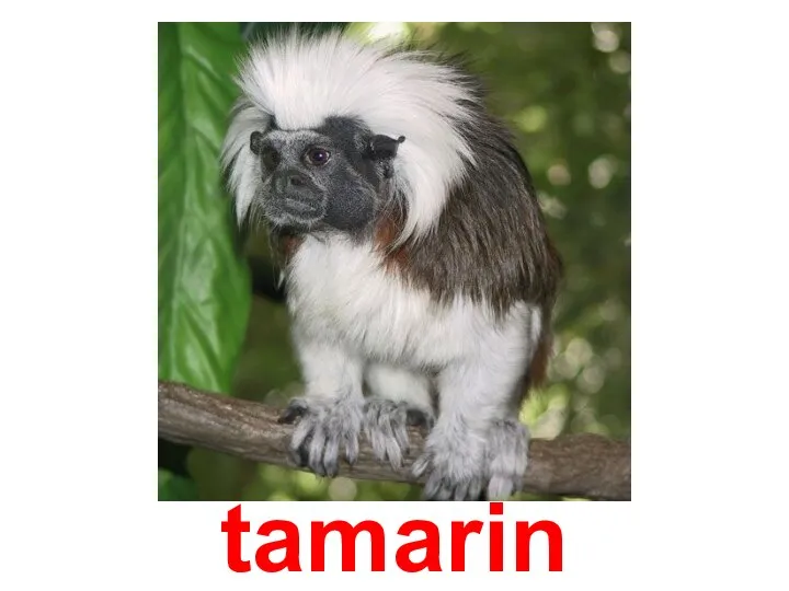 tamarin