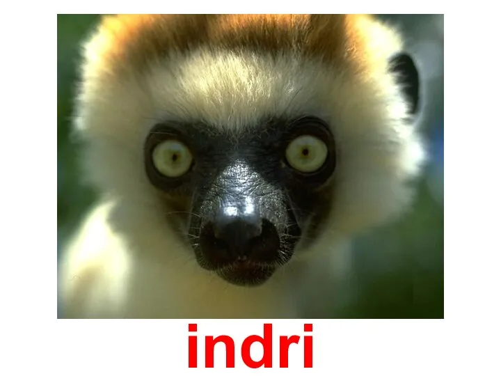 indri