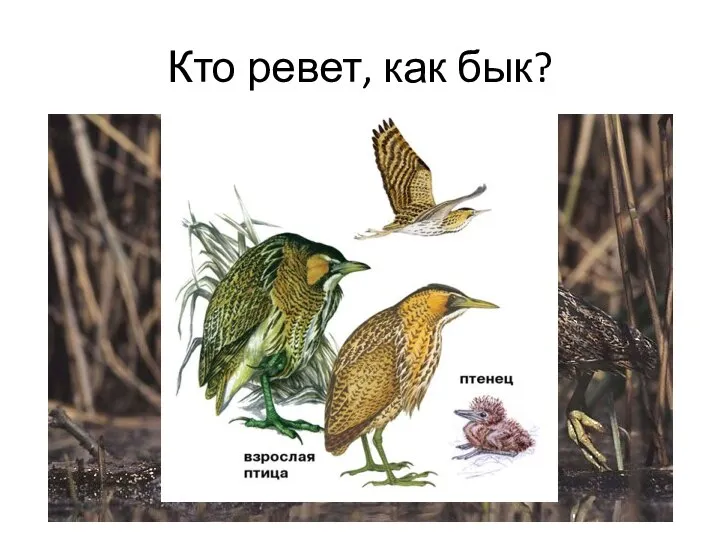 Кто ревет, как бык?