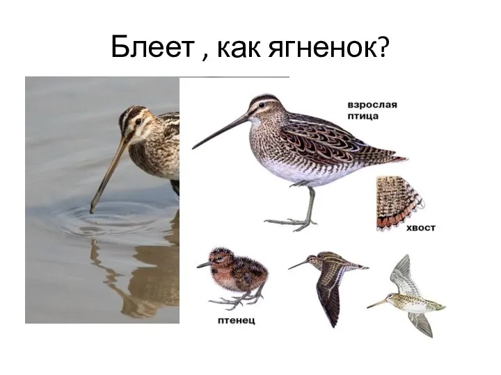 Блеет , как ягненок?