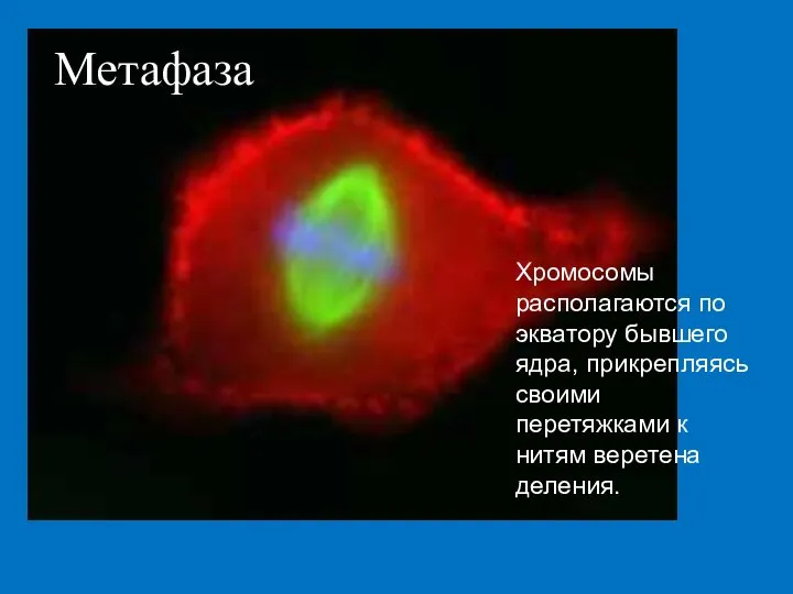 Метафаза Хромосомы располагаются по экватору бывшего ядра, прикрепляясь своими перетяжками к нитям веретена деления.