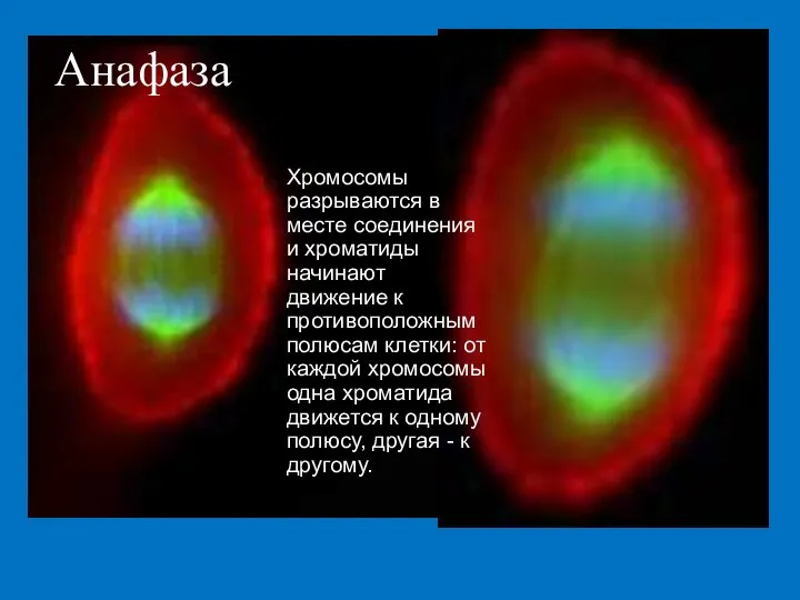 Анафаза Хромосомы разрываются в месте соединения и хроматиды начинают движение к противоположным