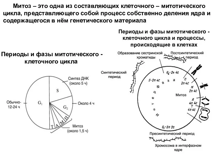 Периоды и фазы митотического - клеточного цикла Периоды и фазы митотического -