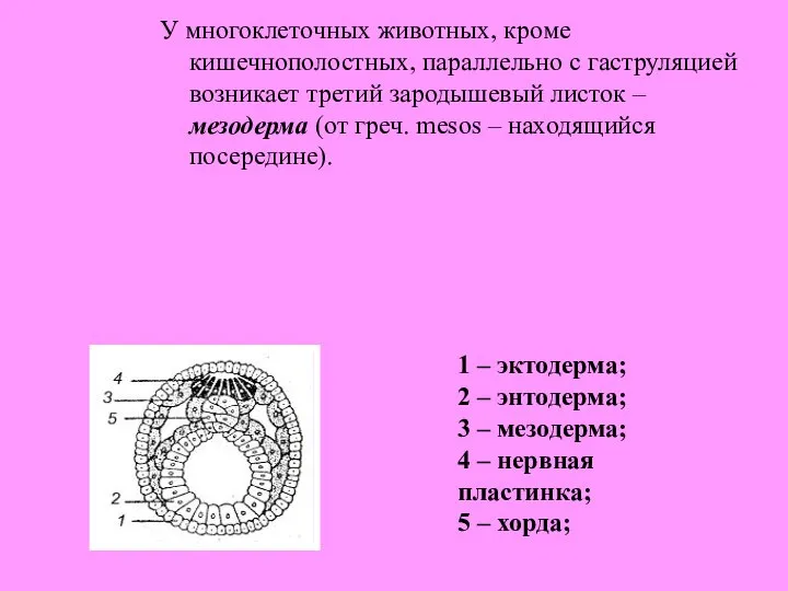 У многоклеточных животных, кроме кишечнополостных, параллельно с гаструляцией возникает третий зародышевый листок