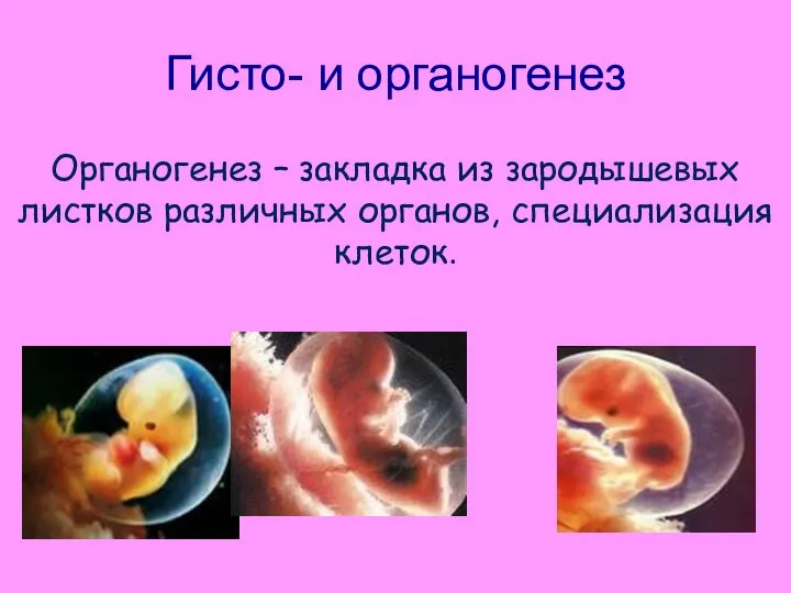 Гисто- и органогенез Органогенез – закладка из зародышевых листков различных органов, специализация клеток.