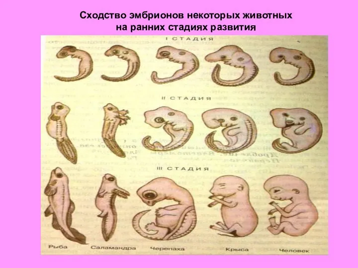 Сходство эмбрионов некоторых животных на ранних стадиях развития