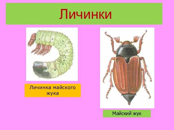 Личинки Личинка майского жука Майский жук