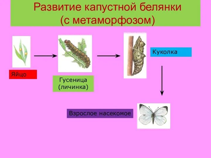 Развитие капустной белянки (с метаморфозом) Яйцо Гусеница (личинка) Куколка Взрослое насекомое