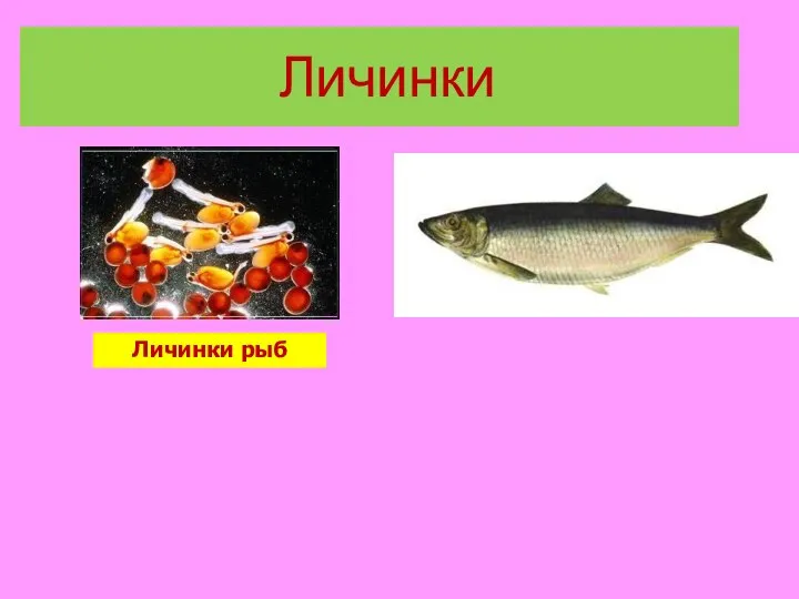 Личинки Личинки рыб