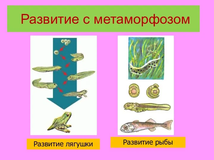 Развитие лягушки Развитие рыбы Развитие с метаморфозом