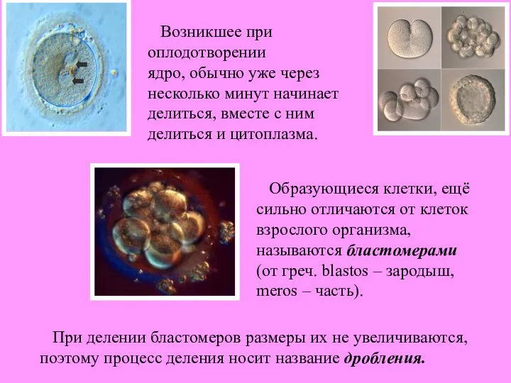 Возникшее при оплодотворении ядро, обычно уже через несколько минут начинает делиться, вместе