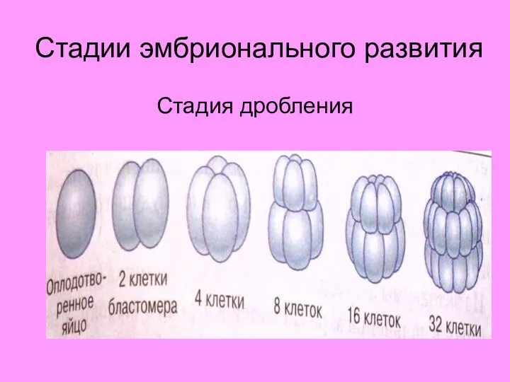 Стадии эмбрионального развития Стадия дробления