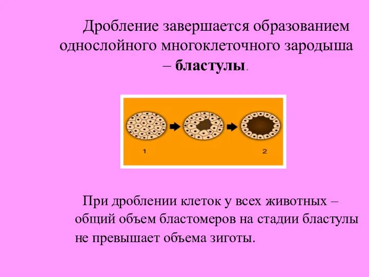 Дробление завершается образованием однослойного многоклеточного зародыша – бластулы. При дроблении клеток у