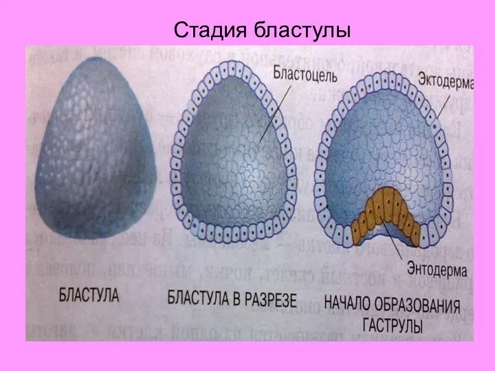 Стадия бластулы