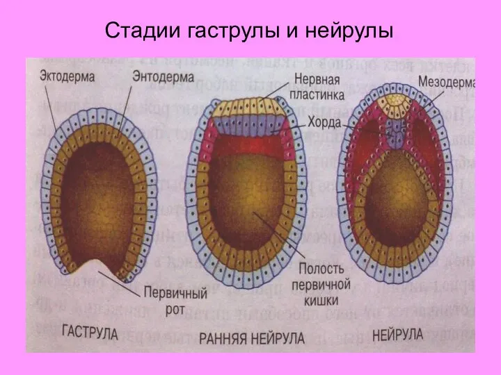 Стадии гаструлы и нейрулы