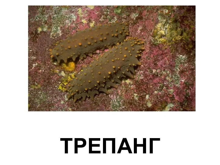 ТРЕПАНГ