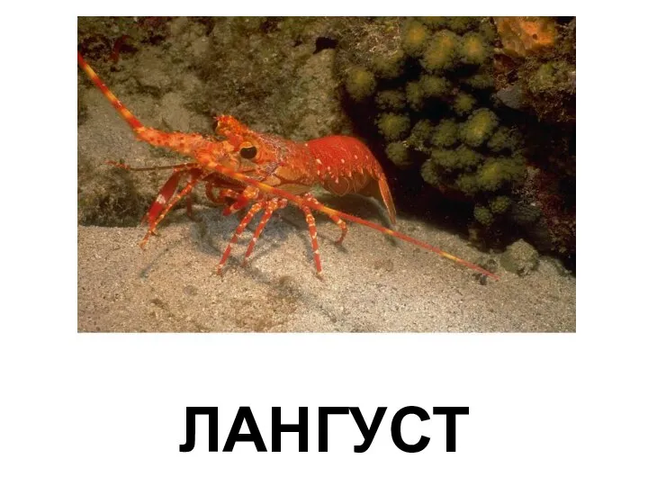 ЛАНГУСТ