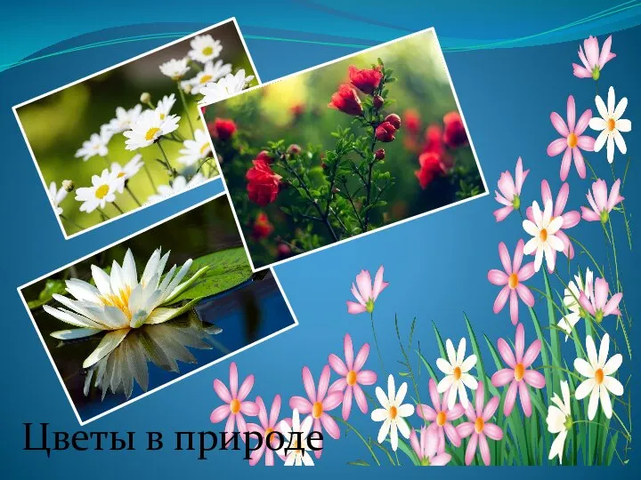 Цветы в природе