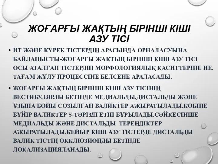 ЖОҒАРҒЫ ЖАҚТЫҢ БІРІНШІ КІШІ АЗУ ТІСІ ИТ ЖӘНЕ КҮРЕК ТІСТЕРДІҢ АРАСЫНДА ОРНАЛАСУЫНА