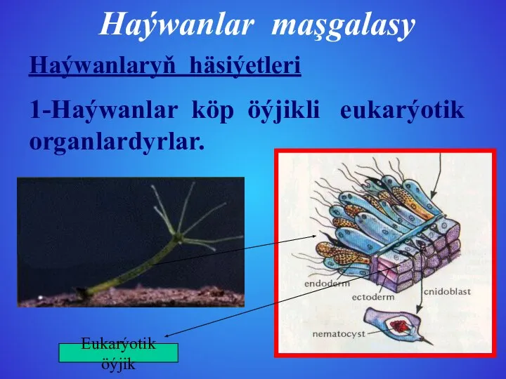 Haýwanlaryň häsiýetleri 1-Haýwanlar köp öýjikli eukarýotik organlardyrlar. Haýwanlar maşgalasy Eukarýotik öýjik