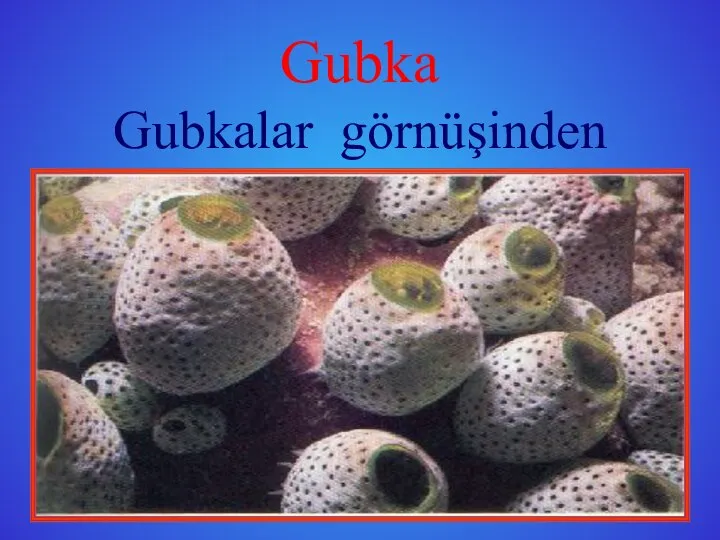 Gubka Gubkalar görnüşinden