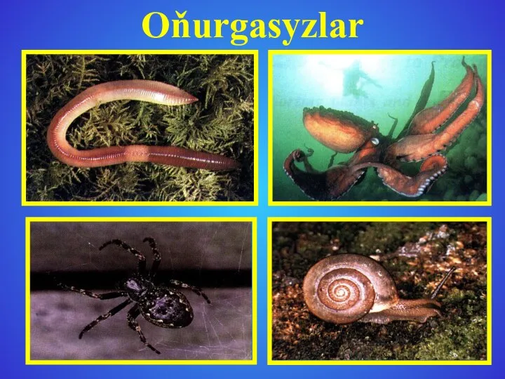 Oňurgasyzlar