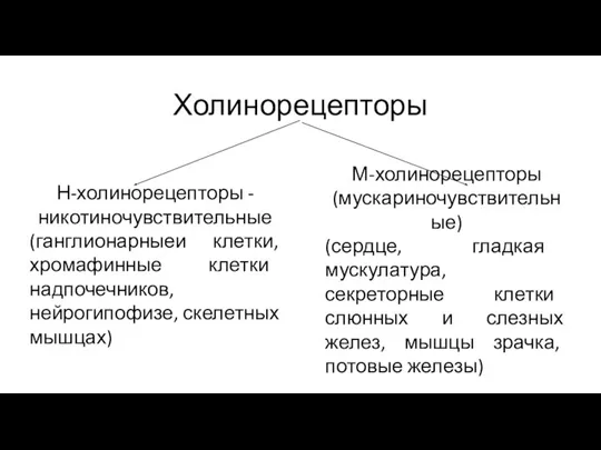 Холинорецепторы Н-холинорецепторы - никотиночувствительные (ганглионарныеи клетки, хромафинные клетки надпочечников, нейрогипофизе, скелетных мышцах)