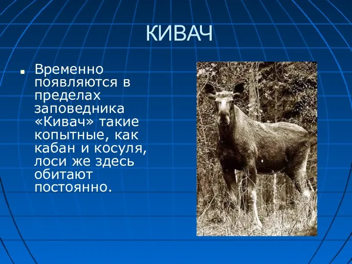 КИВАЧ Временно появляются в пределах заповедника «Кивач» такие копытные, как кабан и