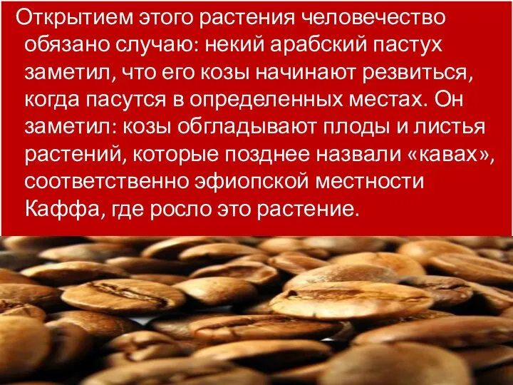 Открытием этого растения человечество обязано случаю: некий арабский пастух заметил, что его