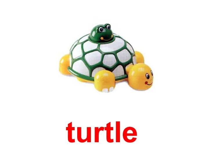 turtle